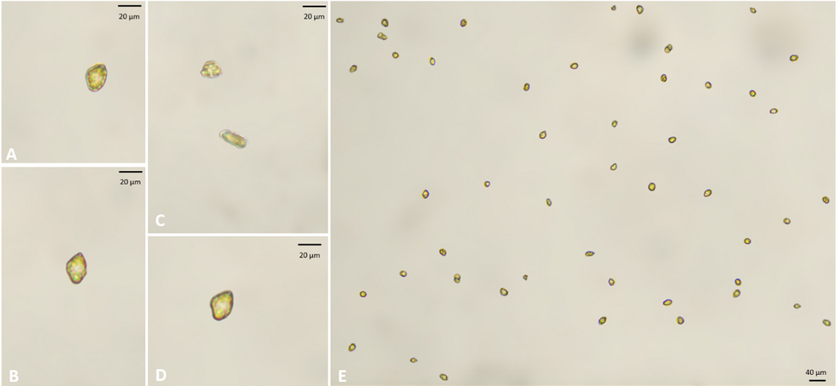 CIBA actualiza la presencia de Heterosigma Akashiwo en la Región de Los Lagos y entrega recomendaciones