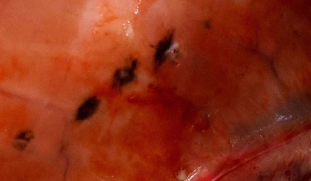 Investigadores chilenos revelan la causa biológica tras las manchas en el salmón