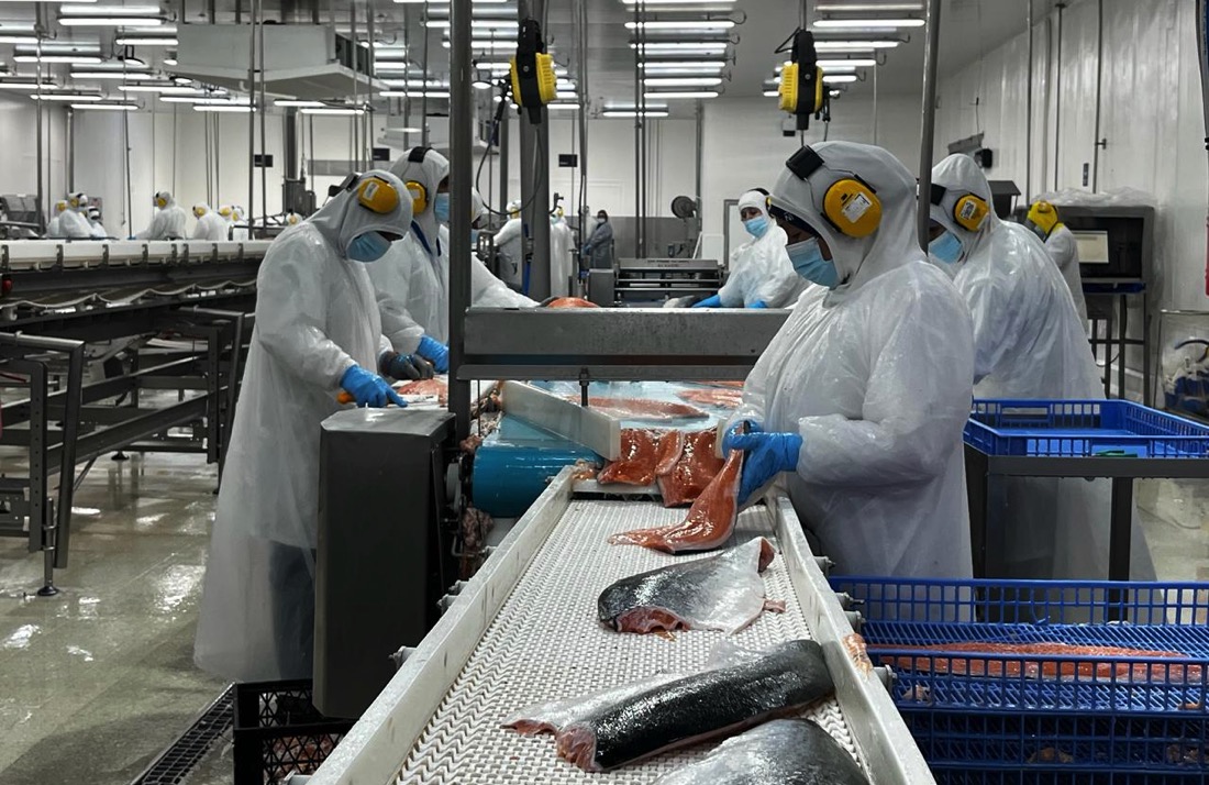 Planta Fitz Roy: Tecnología y eficiencia para optimizar el procesamiento del salmón