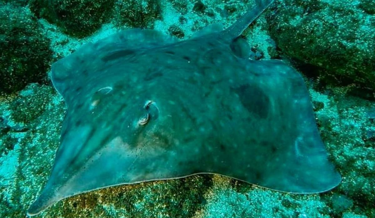 Estudio proyecta desplazamiento de la raya volantín debido al cambio climático