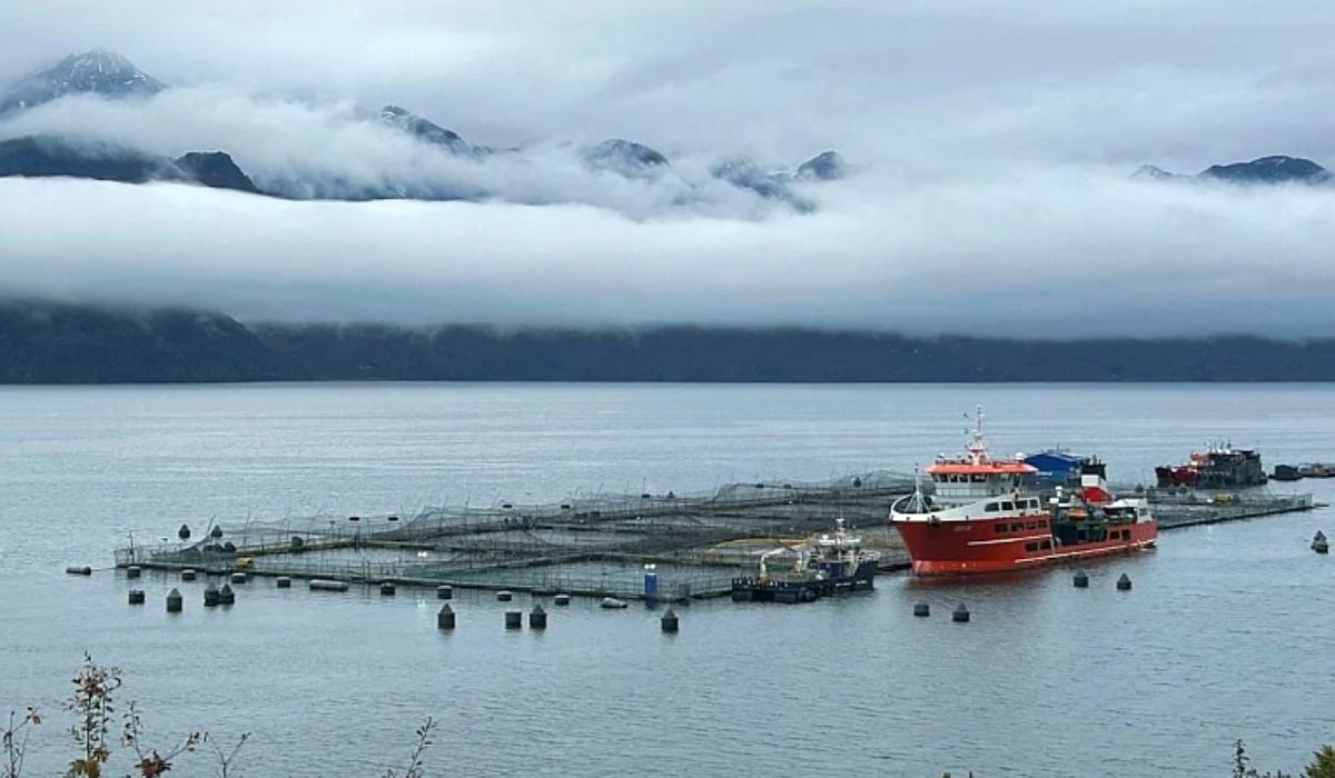 Estudio califica a la salmonicultura como neoextractivismo y SalmonChile acusa sesgo académico