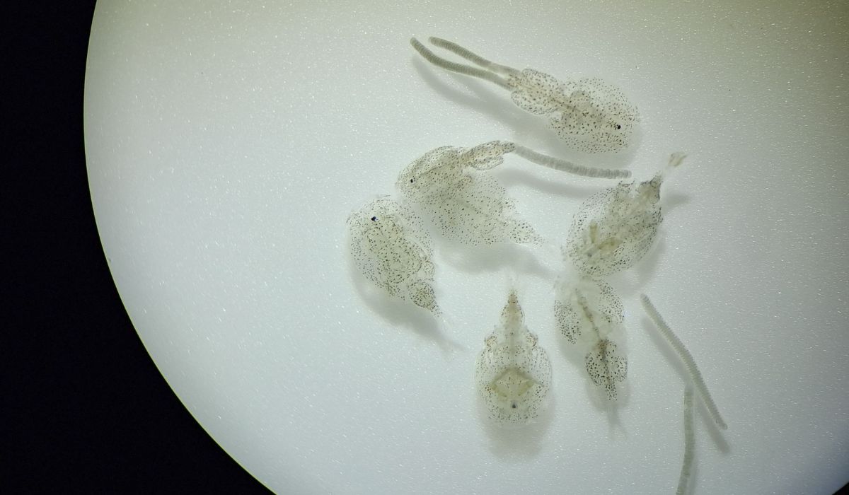 Sealice Partners abordará claves para mejorar tratamientos contra caligus en Puerto Montt