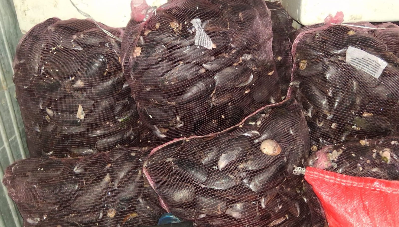 En control carretero sorprenden transporte ilegal de casi 4 toneladas de recursos del mar