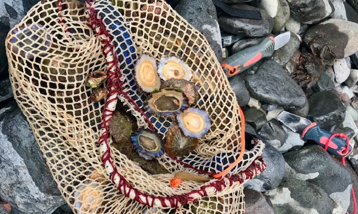 ECOAQUA participa en importante estudio sobre lapas en los océanos Atlántico, Índico y Pacífico