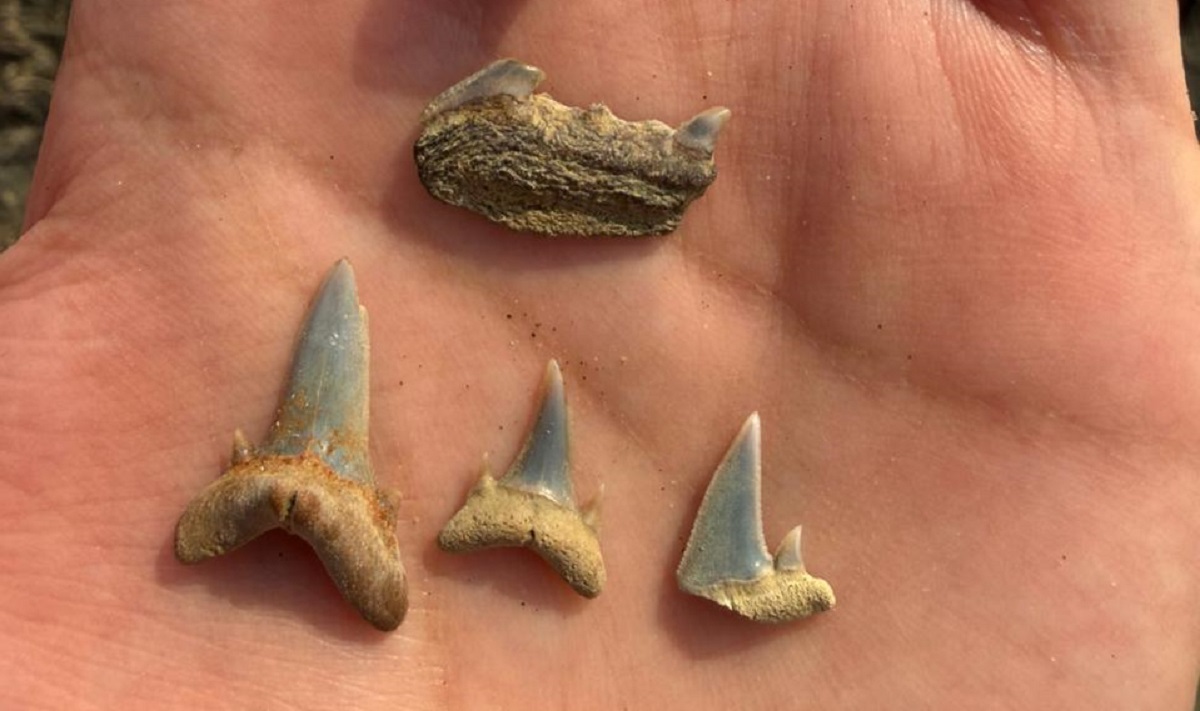 Fósiles de peces permiten reconstruir un antiguo mar más cálido en la zona central de Chile