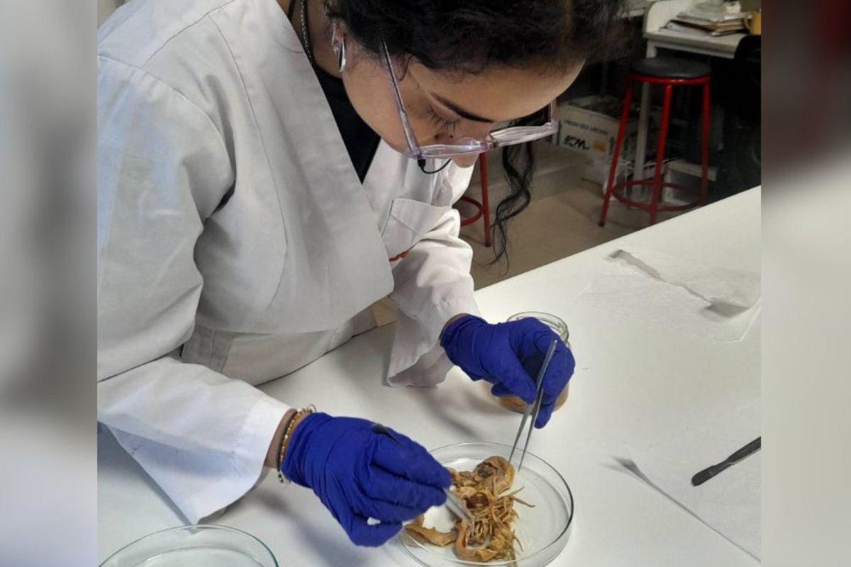 Estudio reveló cómo gaviotas influyen en la genética de parásitos marinos
