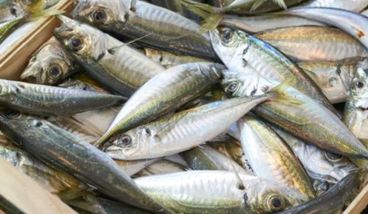 Subpesca monitorea situación por ausencia de jurel en la Región del Biobío
