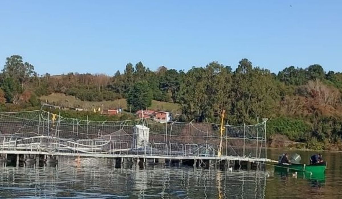 Sernapesca descartó escape de peces en el Lago Llanquihue
