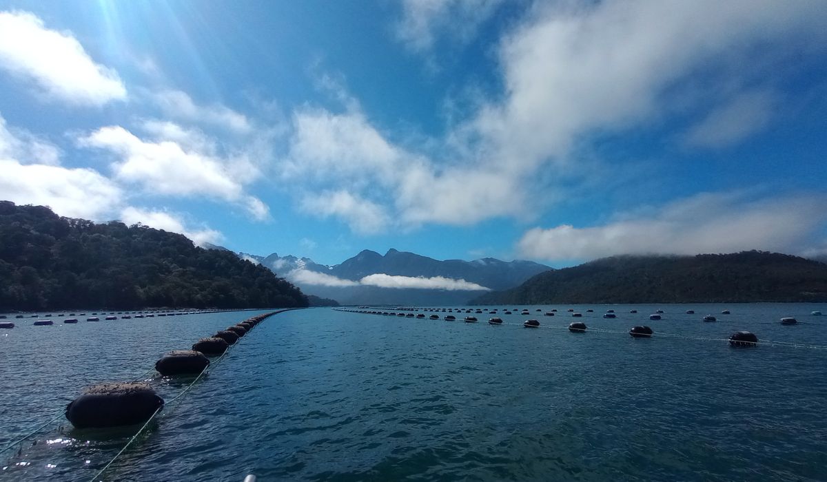 Investigación revela variaciones locales en disponibilidad de larvas de chorito en la Patagonia norte
