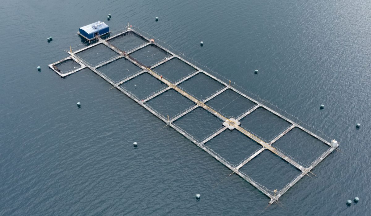 Expertos analizarán en Puerto Varas el nuevo escenario regulatorio de la salmonicultura