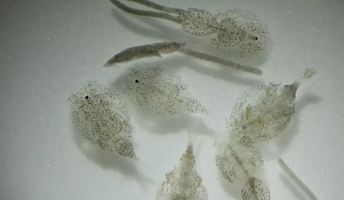 Sealice Partners presenta programa técnico de seminario sobre tratamientos antiparasitarios