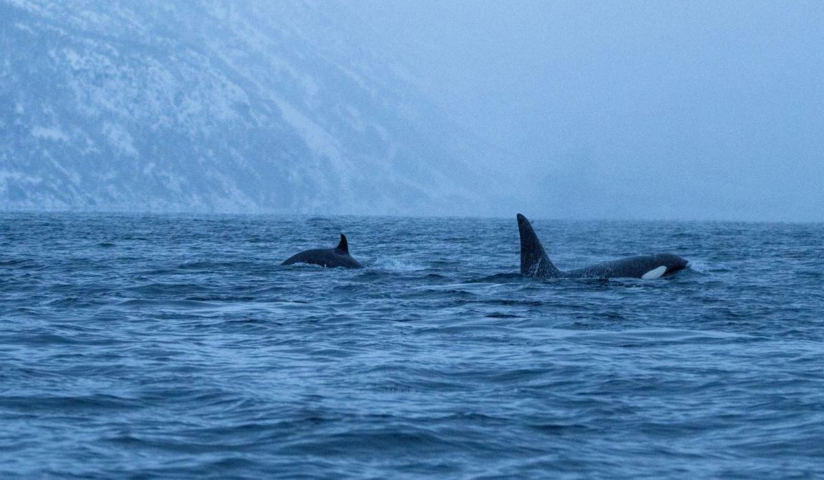 ¿Orcas asesinas? Expertos desmitifican a las especies marinas “peligrosas” de Chile