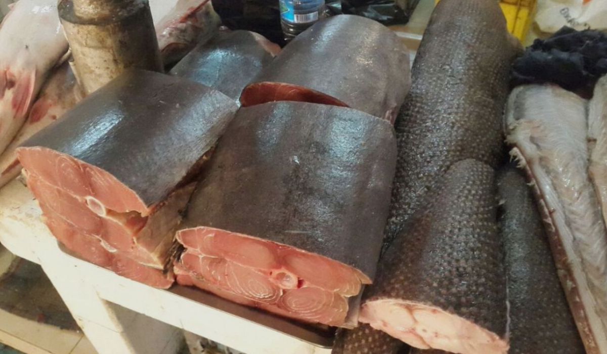 Consejo Nacional de Pesca acuerda crear Comité de Manejo para la albacora