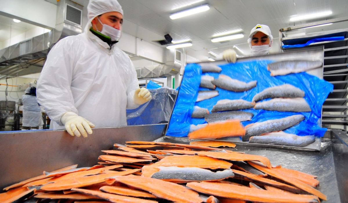 SalmonChile destaca menor desempleo en regiones salmoneras frente al 9,1% nacional