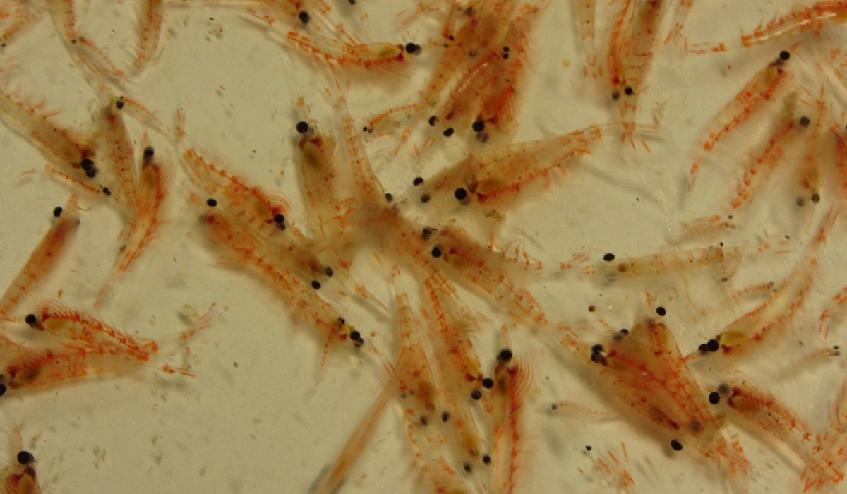 Estudio detecta complejidad genética inédita en krill de la Corriente de Humboldt