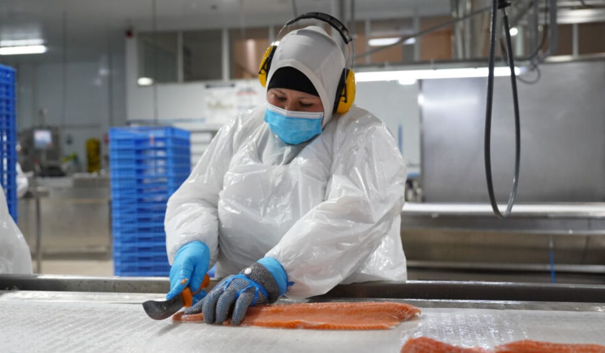 Acuicultura chilena aumentó 4% sus cosechas durante 2025 y superó los 1,5 millones de toneladas