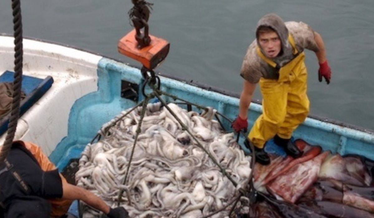 Subpesca plantea agregar valor a la jibia para enfrentar crisis de mercado