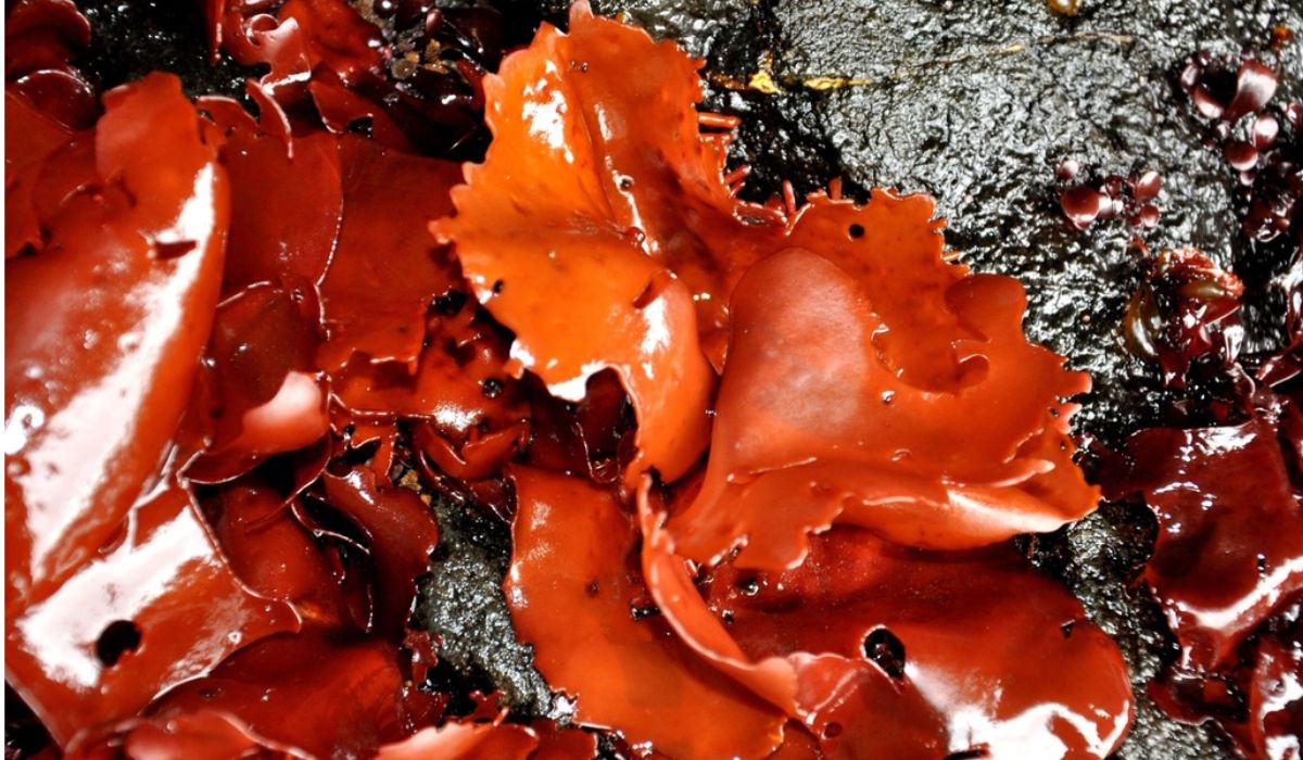 Estudio observa actividad antitumoral en compuestos de macroalga subantártica