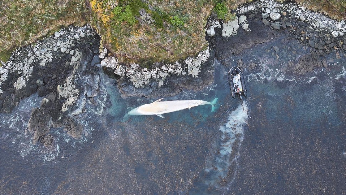 Sernapesca y Armada realizan registro y toma de muestras de ballenas varadas en Bahía Hately