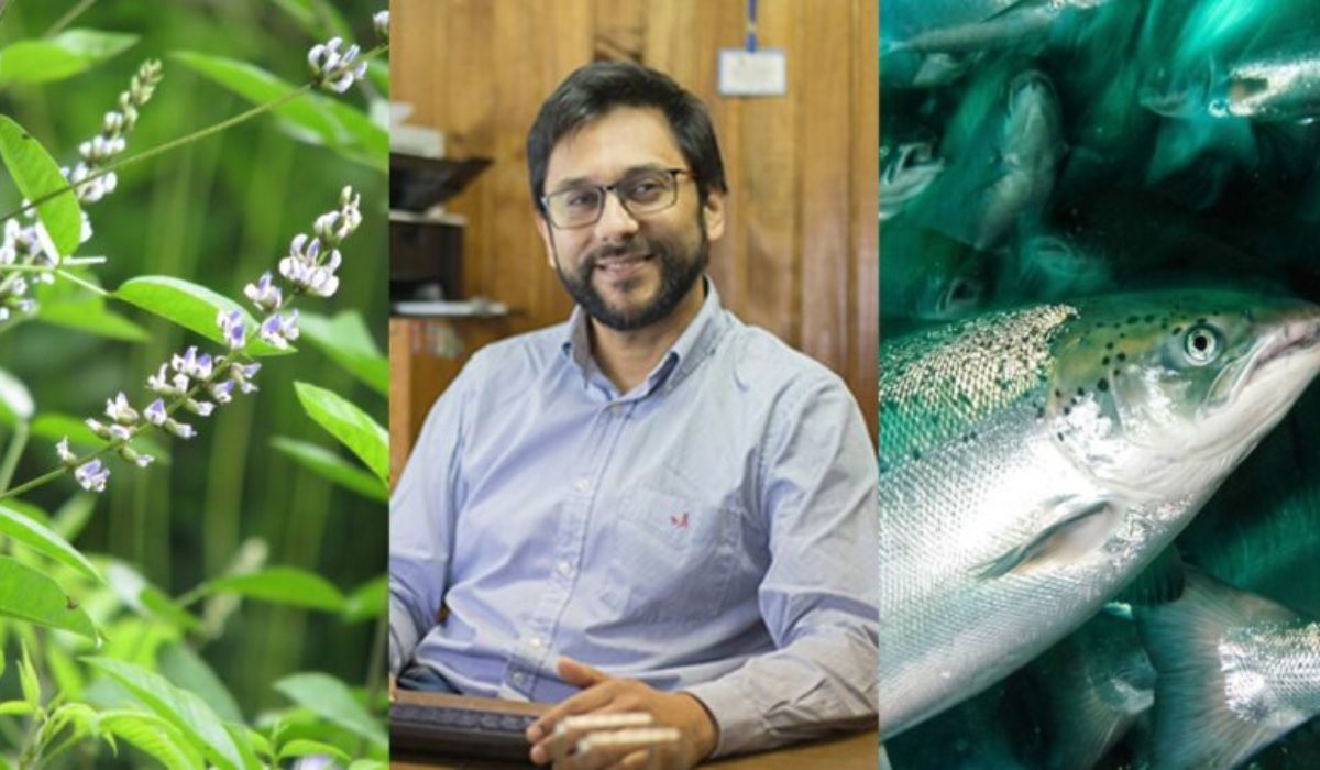 Proyecto Fondef evaluará planta medicinal chilena para reducir antibióticos en salmones