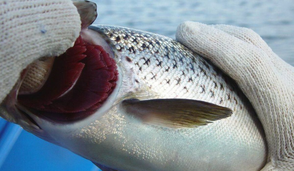 Estudio chileno identifica respuestas transcriptómicas diferenciadas ante hipoxia crónica y cíclica en salmón Atlántico