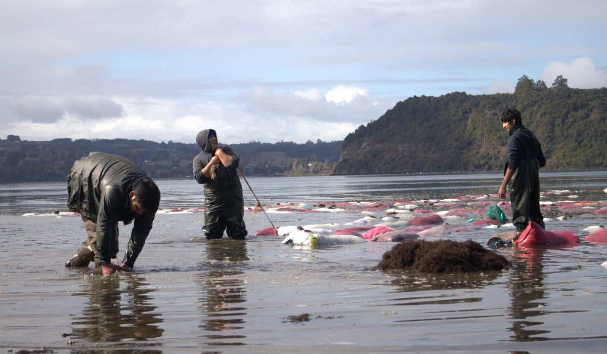 Estudio analizará perfiles laborales y desafíos del sector pesquero y acuícola en Los Lagos