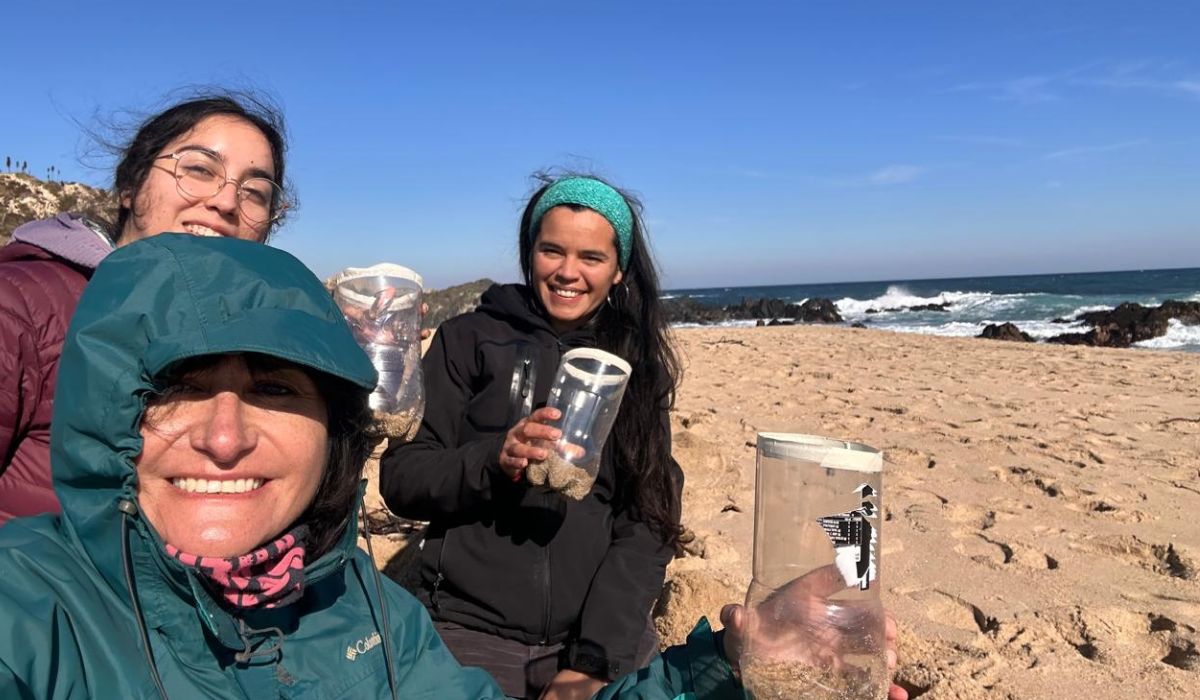 Proyecto Fondecyt investiga impacto de un parásito en las pulgas de mar y los ecosistemas costeros