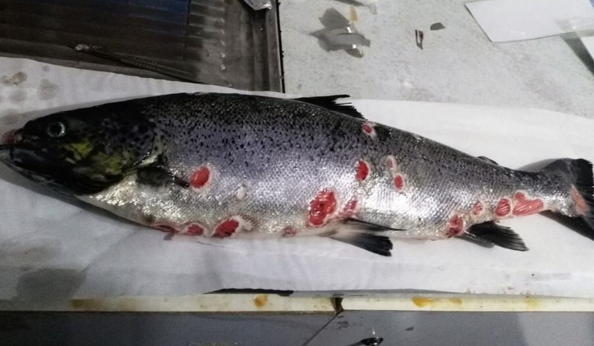 Estudio identifica los principales factores de riesgo de la Tenacibaculosis en salmones