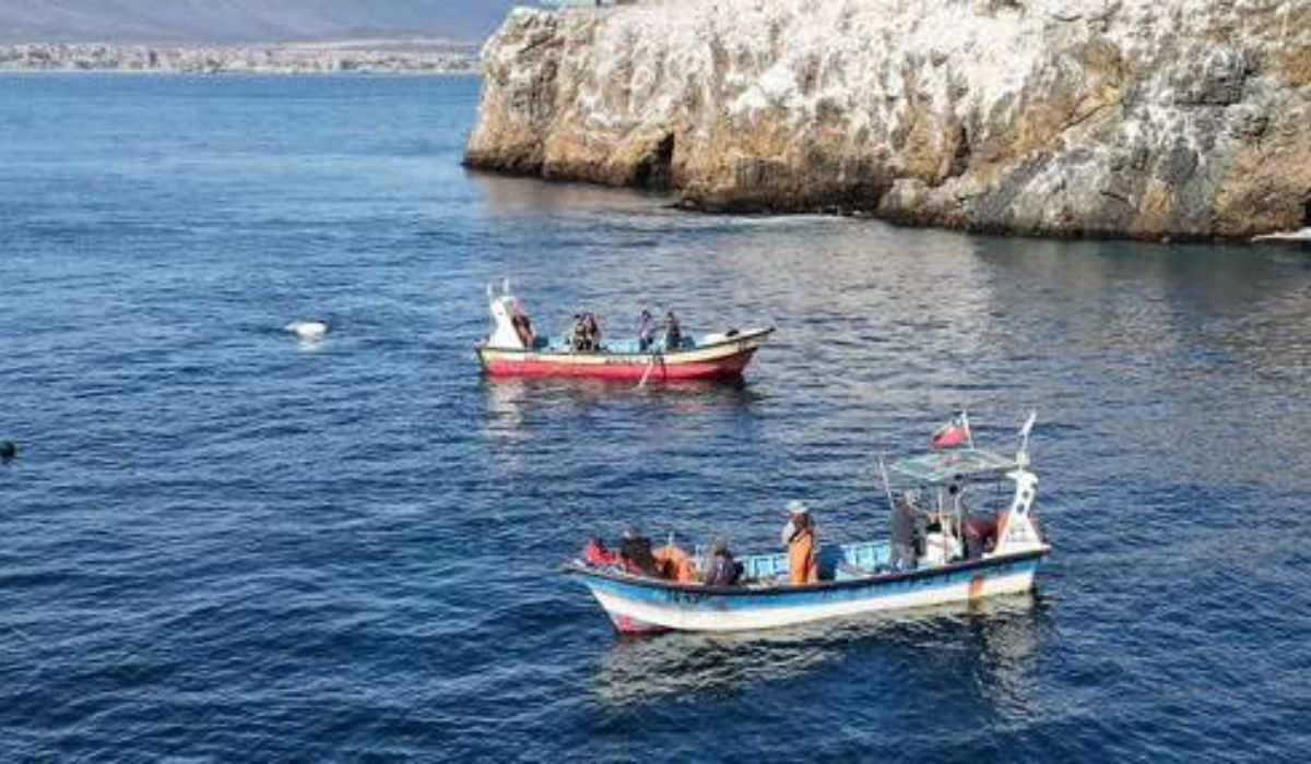 Subpesca, UCN y PUCV avanzan en herramienta para acuicultura multitrófica en AMERB