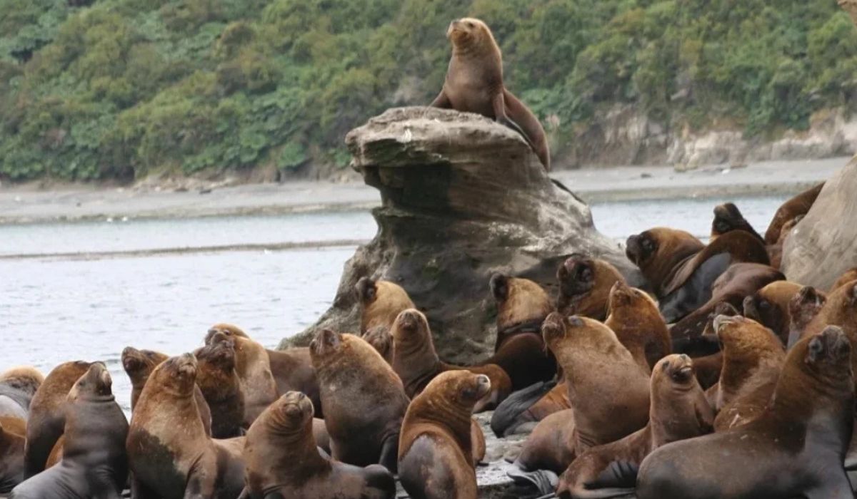 Científicos cuestionan apertura a caza de lobos marinos ante conflicto con la pesca artesanal