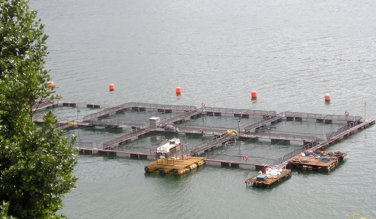 Investigación busca proyectar recuperación de fondos marinos en zonas salmonicultoras