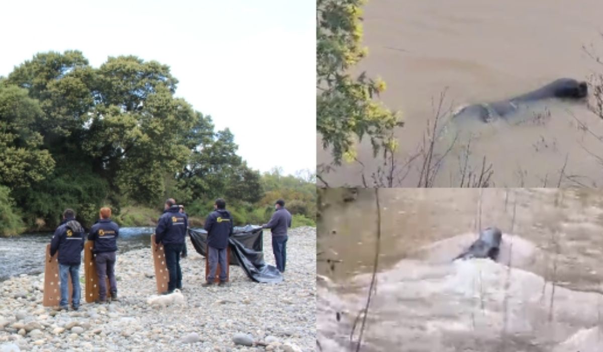 Sernapesca aclara que presencia de lobos marinos en ríos es una conducta normal