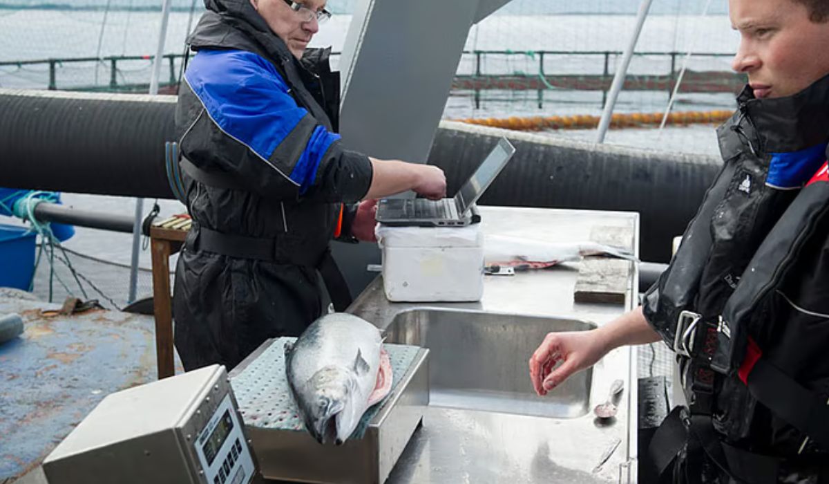 Estudio explora uso de urea en alimento para salmones y reporta menor mortalidad tras tratamientos contra piojo de mar