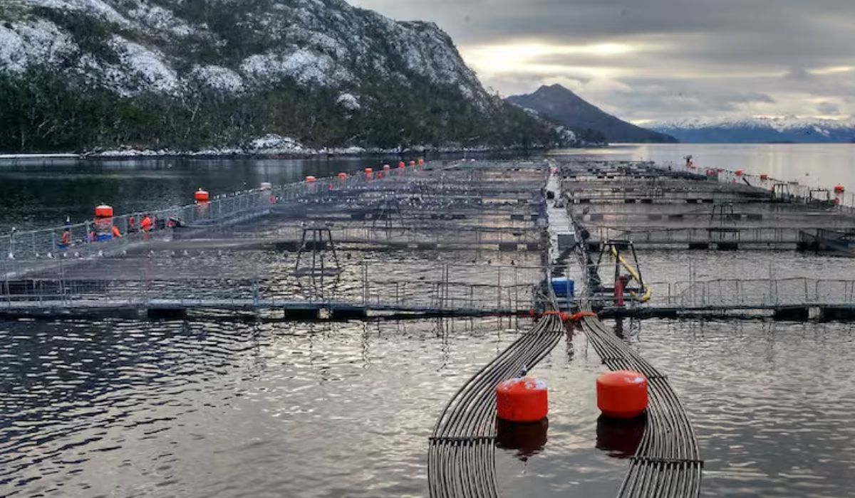Suprema deja firme absolución de cuatro exejecutivos de Nova Austral por contaminación de aguas