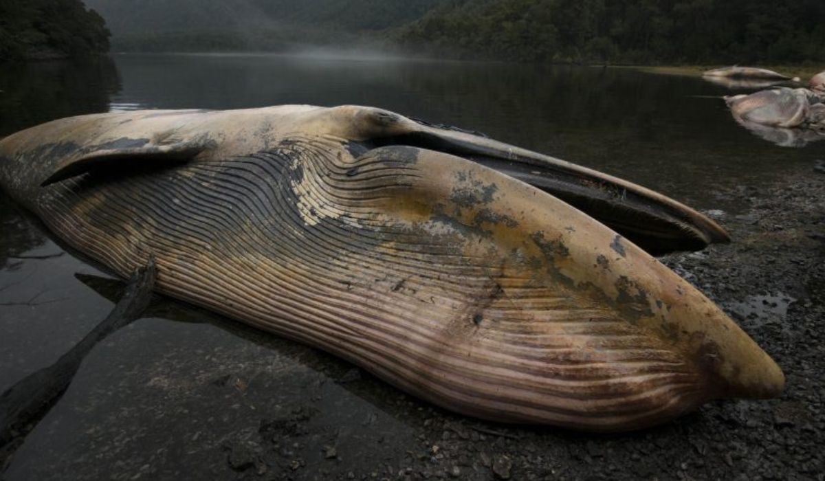 Nueva red ciudadana permitirá registrar varamientos de fauna marina en las costas de Chile