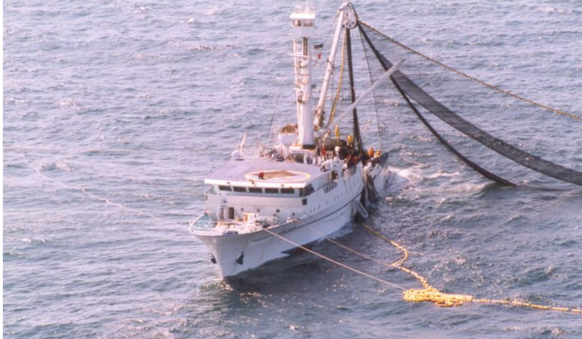 Senado avanza en proyecto que permitiría pesca industrial de jibia por arrastre