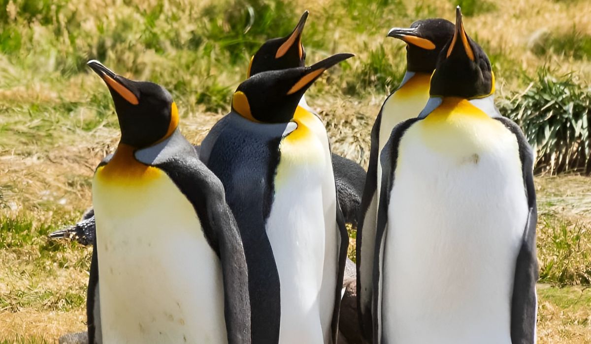 Sernapesca designa laboratorio de la U. de Chile para diagnóstico de influenza en fauna marina