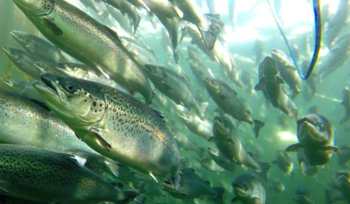 Incluso con cinco veces más PFAS en el alimento, el salmón se mantuvo bajo límites europeos