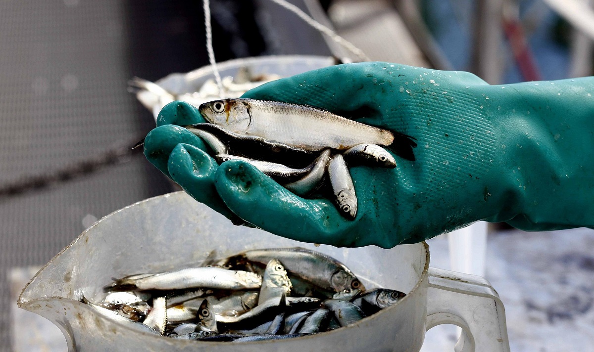 Inpesca advierte sobre posibles efectos de El Niño en la sardina común