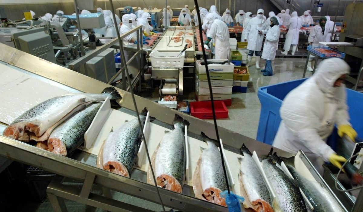 Exportaciones de salmón de Los Lagos bajan 12,4% interanual en julio