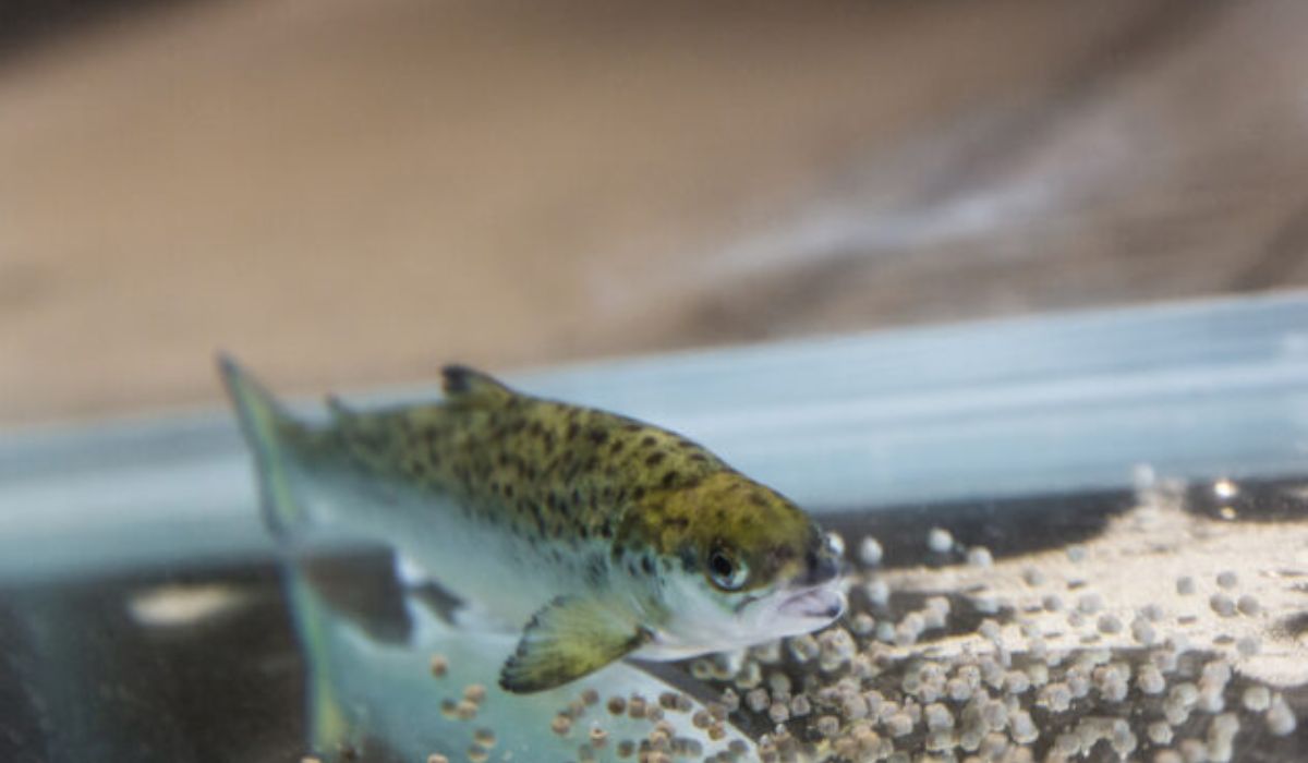 La genética podría ayudar a producir salmones que crezcan con menos alimento