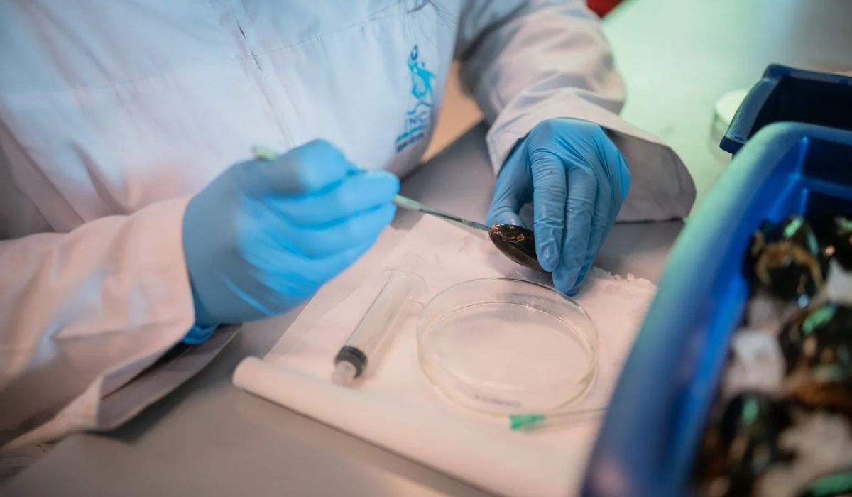 SIIAM 2026 abordará desafíos en semillas, genética y biotoxinas del chorito