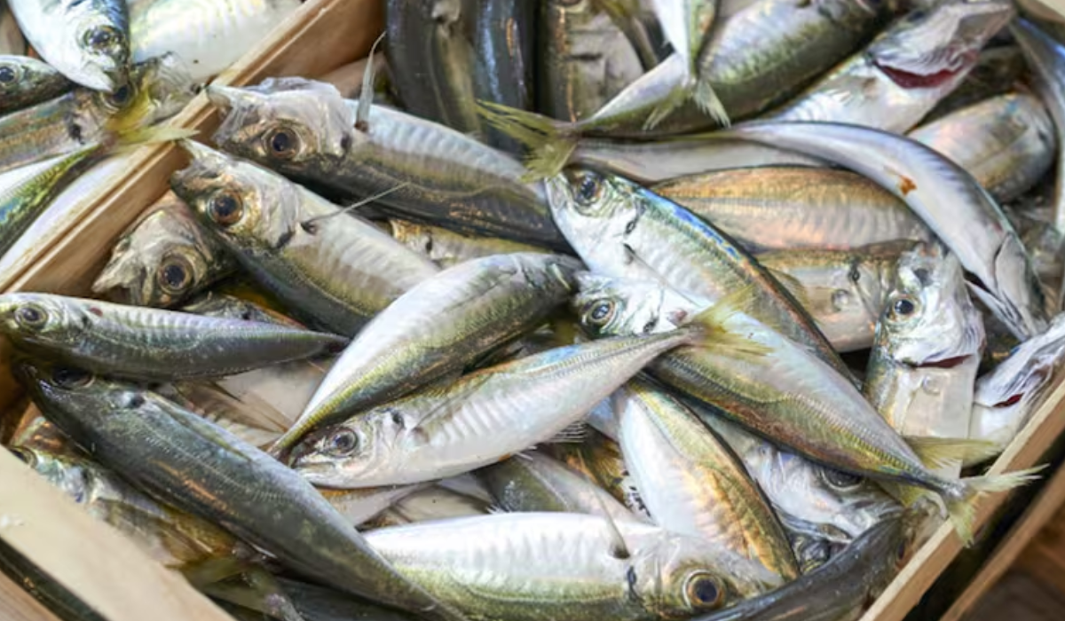 Capturas de jurel repuntan en julio y agosto tras hallazgo de cardúmenes frente a Chiloé