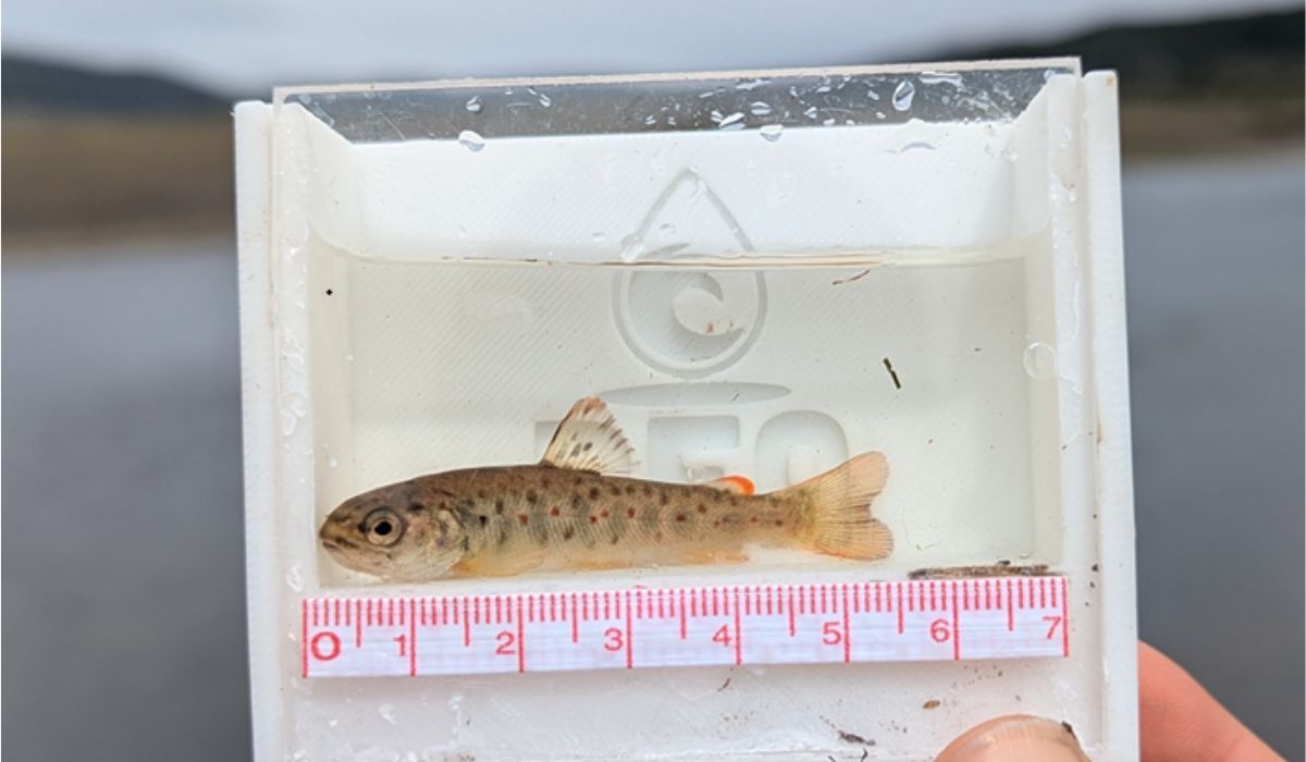 Estudio detecta altas concentraciones de mercurio en truchas de Tierra del Fuego