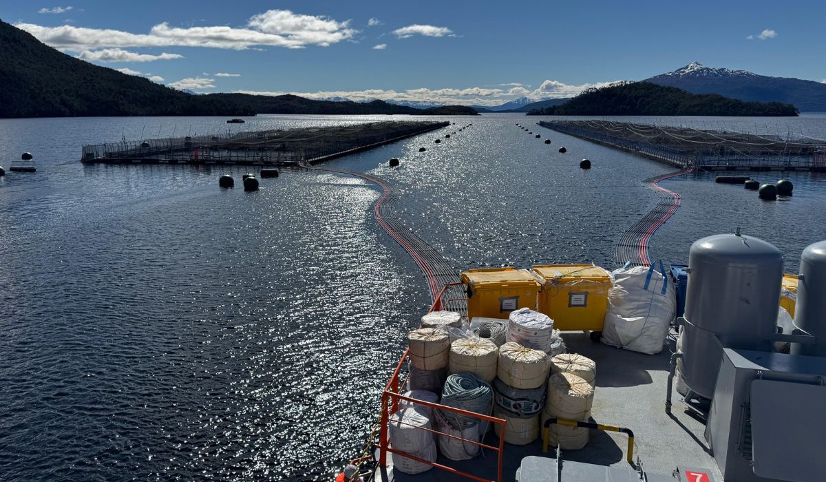 FAN provoca mortalidad de 300 toneladas de salmones en centros de Multi X en Magallanes