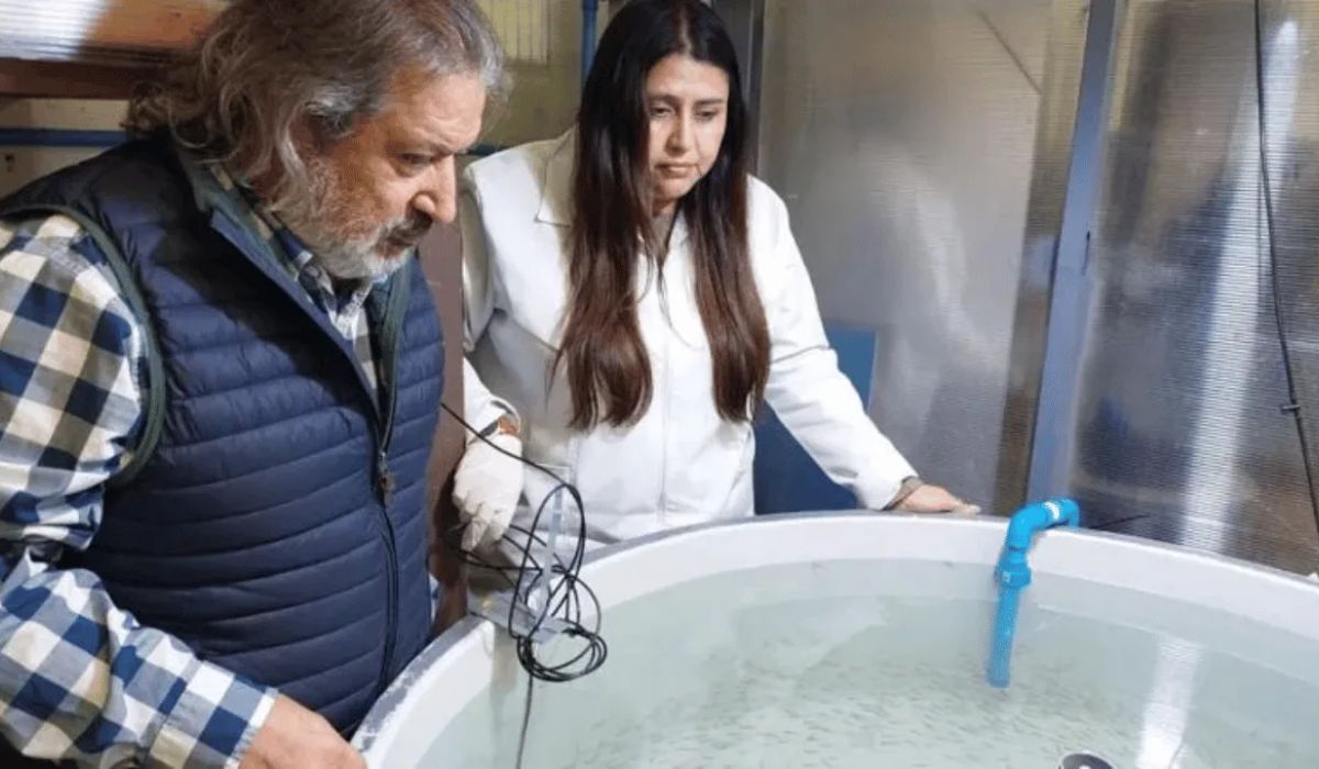 Innaqua LAB de la UCSC llevará tecnología acuícola a escala industrial tras adjudicación de Copec-UC