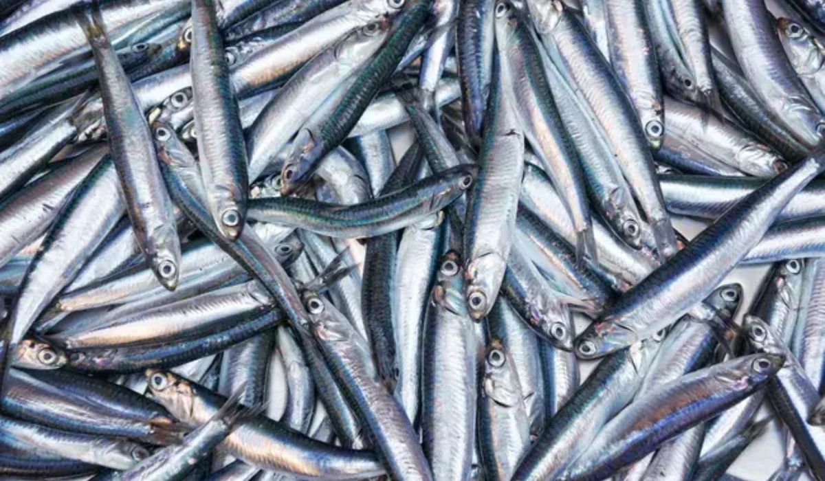 Producción mundial de harina de pescado caería a su menor nivel en una década