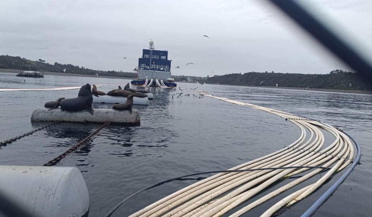 Rotura de redes y presunto sabotaje en centro de Caleta Bay movilizan fiscalización en Calbuco