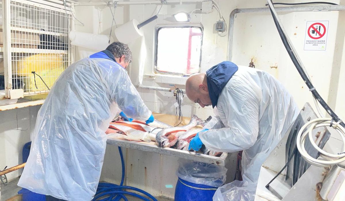 Sernapesca mantiene vigilancia por casos de ISAv en Aysén y descarta positivos en centros aledaños