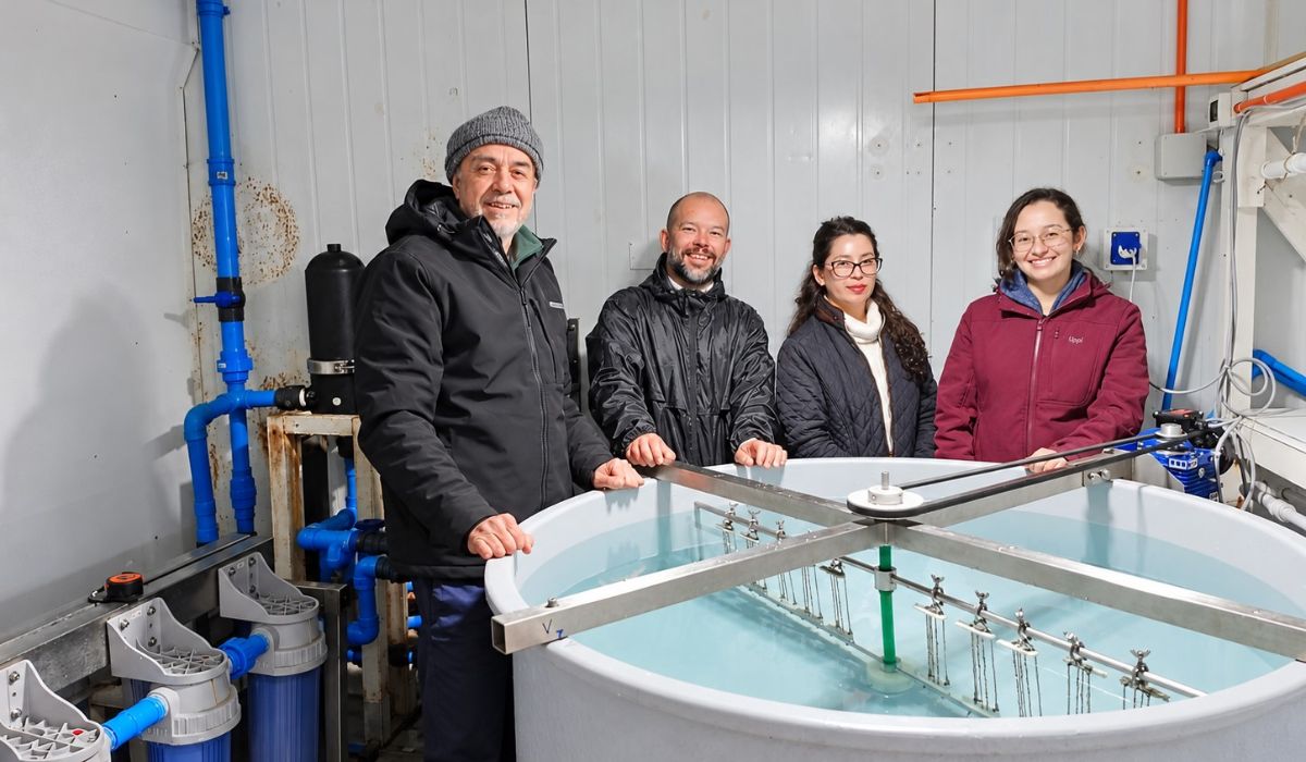 ULagos estudia cultivo de cochayuyo en ambientes de alta energía